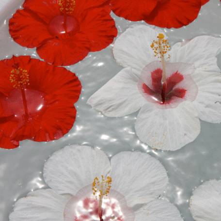 fleurs-hibiscus2